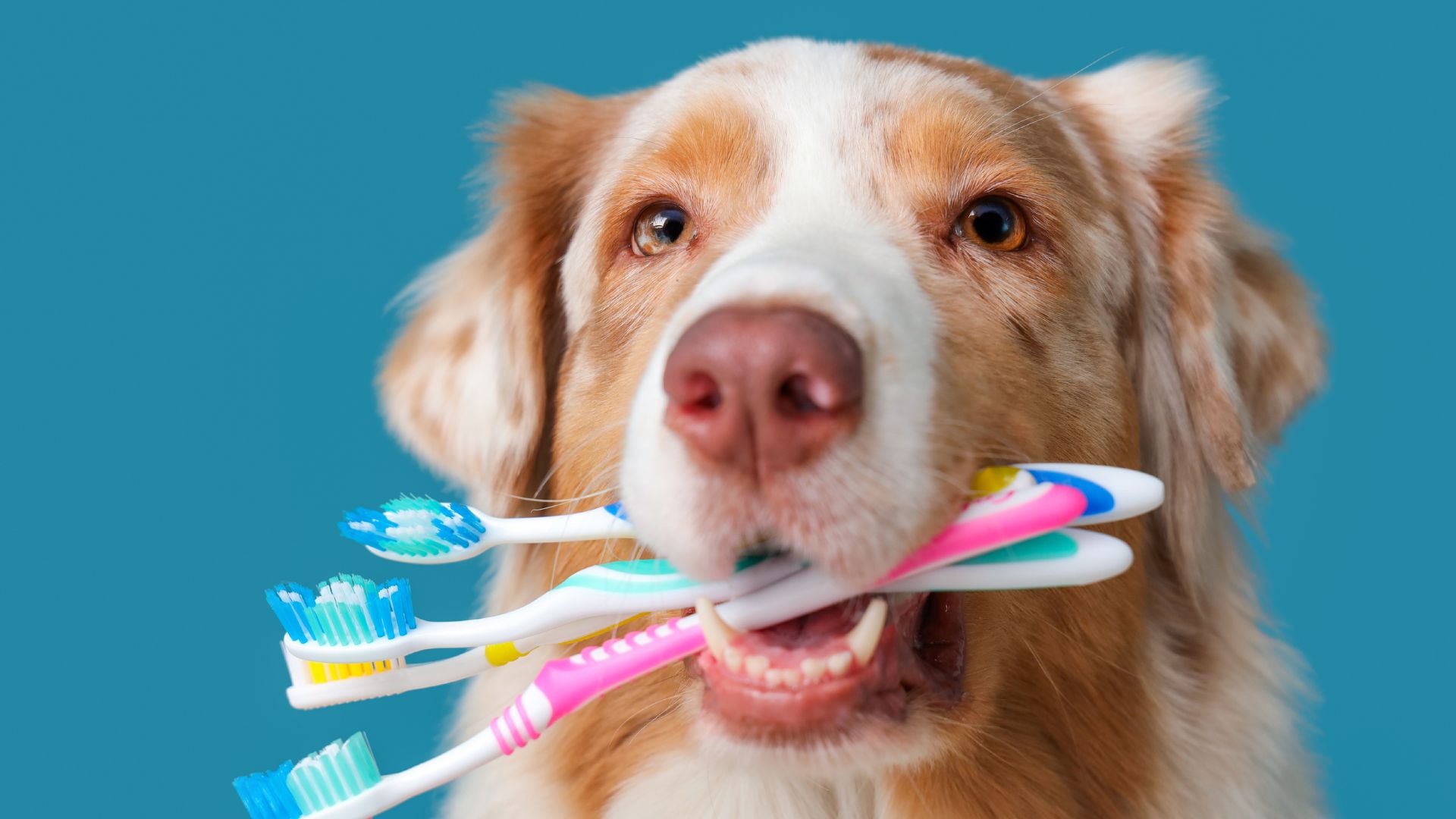 【結局どっち？】歯ブラシのヘッドは“大きめ”と“小さめ”どちらがいいのか歯科医が解説｜博多駅5分の歯医者